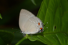 Strephonota ambrax
