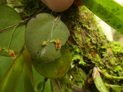 Lepanthes pecunialis