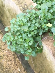 Campanula portenschlagiana