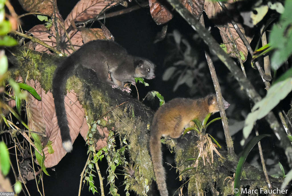 Olinguito