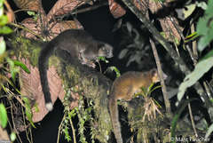 Olinguito photo 1