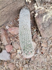 Escobaria chihuahuensis