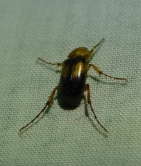 Phyllotocus macleayi