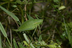 Isophya pyrenaea
