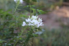Cleome spinosa
