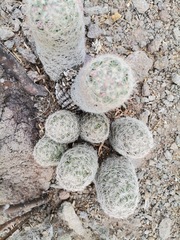 Escobaria chihuahuensis