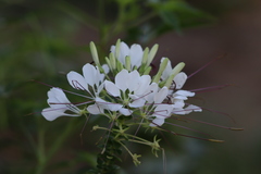 Cleome spinosa