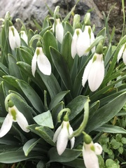Galanthus elwesii