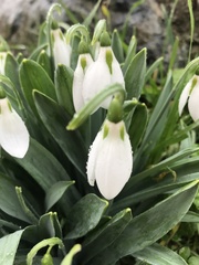 Galanthus elwesii