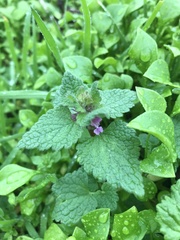 Lamium purpureum
