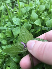 Lamium purpureum
