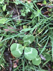 Trifolium repens