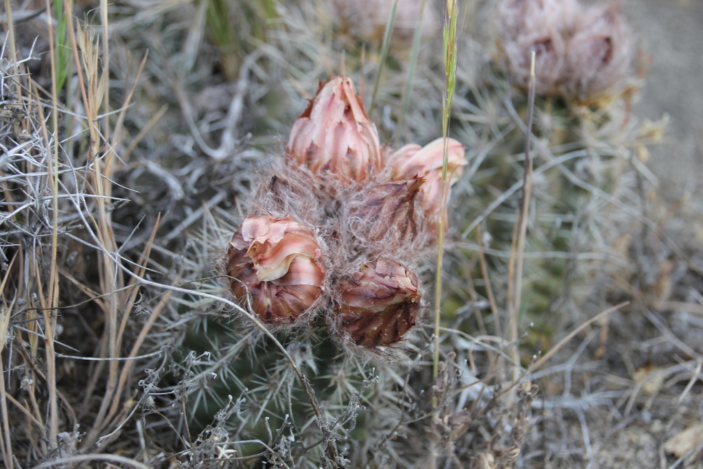 Austrocactus occidentalis