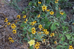 Zinnia maritima