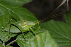 Isophya pyrenaea