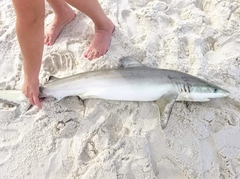 Carcharhinus acronotus