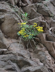 Packera antennariifolia