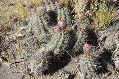Austrocactus coxii