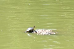 Trachemys scripta