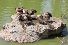 Alopochen aegyptiaca