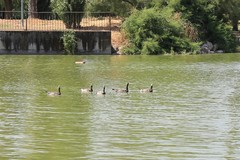 Branta leucopsis