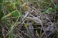 Stenocercus trachycephalus