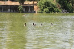 Branta leucopsis