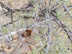 Condalia correllii