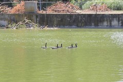 Branta leucopsis