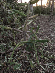 Opuntia dejecta