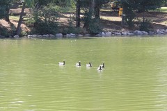 Branta leucopsis