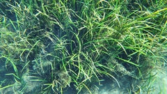 Sagittaria kurziana