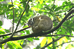 Pseudochirops archeri