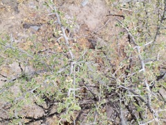 Condalia correllii