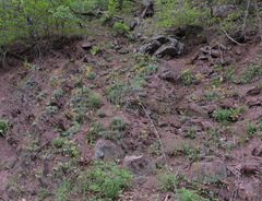 Packera antennariifolia