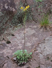 Packera antennariifolia