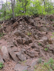 Packera antennariifolia