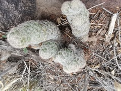 Escobaria chihuahuensis