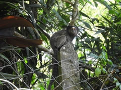 Callithrix penicillata