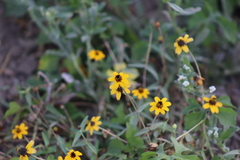 Zinnia maritima