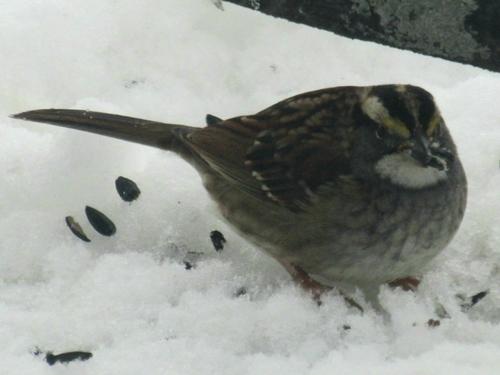 White-throated Sparrow photographed in Indiana