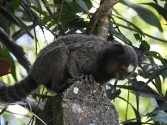 Callithrix penicillata
