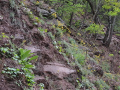 Packera antennariifolia