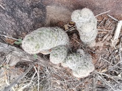 Escobaria chihuahuensis