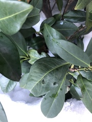 Wilsonomyces carpophilus