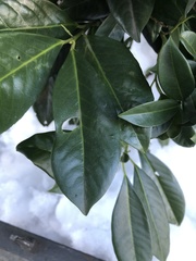 Wilsonomyces carpophilus