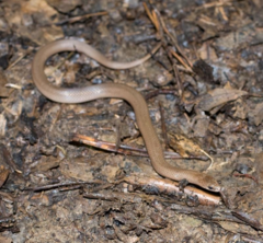 Virginia valeriae elegans