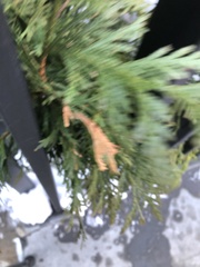 Pestalotiopsis funerea