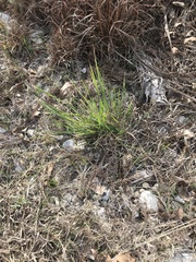 Nassella leucotricha