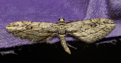 Eupithecia acutipennis